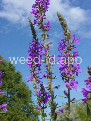 loosestrife, purple